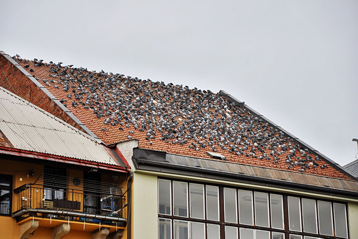 A2B Pest Control are able to install spikes to deter birds from roofs in Kensington. 