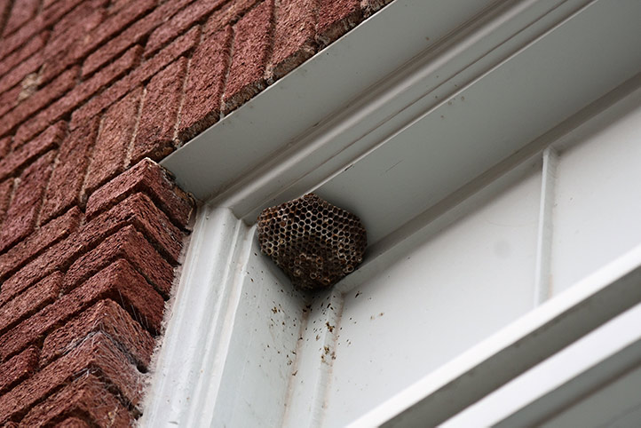 We provide a wasp nest removal service for domestic and commercial properties in Kensington.